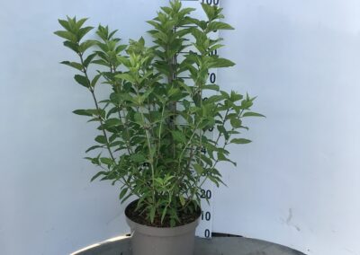 Hydrangea paniculata ‘Limelight’