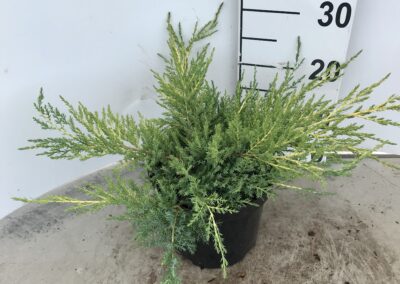 Juniperus pfitzeriana ‘Pfitzeriana Aurea’