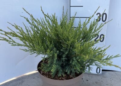 Juniperus pfitzeriana ‘Mint Julep’