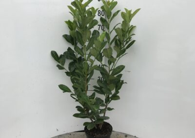 Prunus laurocerasus ‘Rotundifolia’