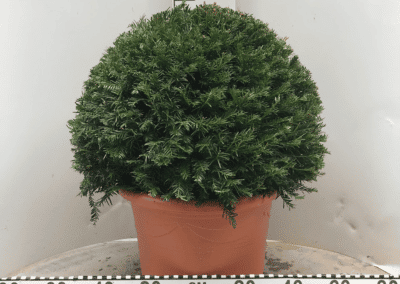 Taxus baccata Bol dia 60 pot